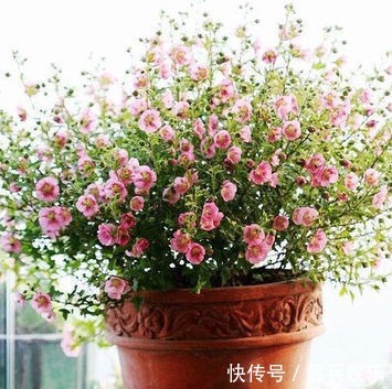 凤仙花|家里养此6种花卉盆栽,好养易活满屋子飘香,美极了!