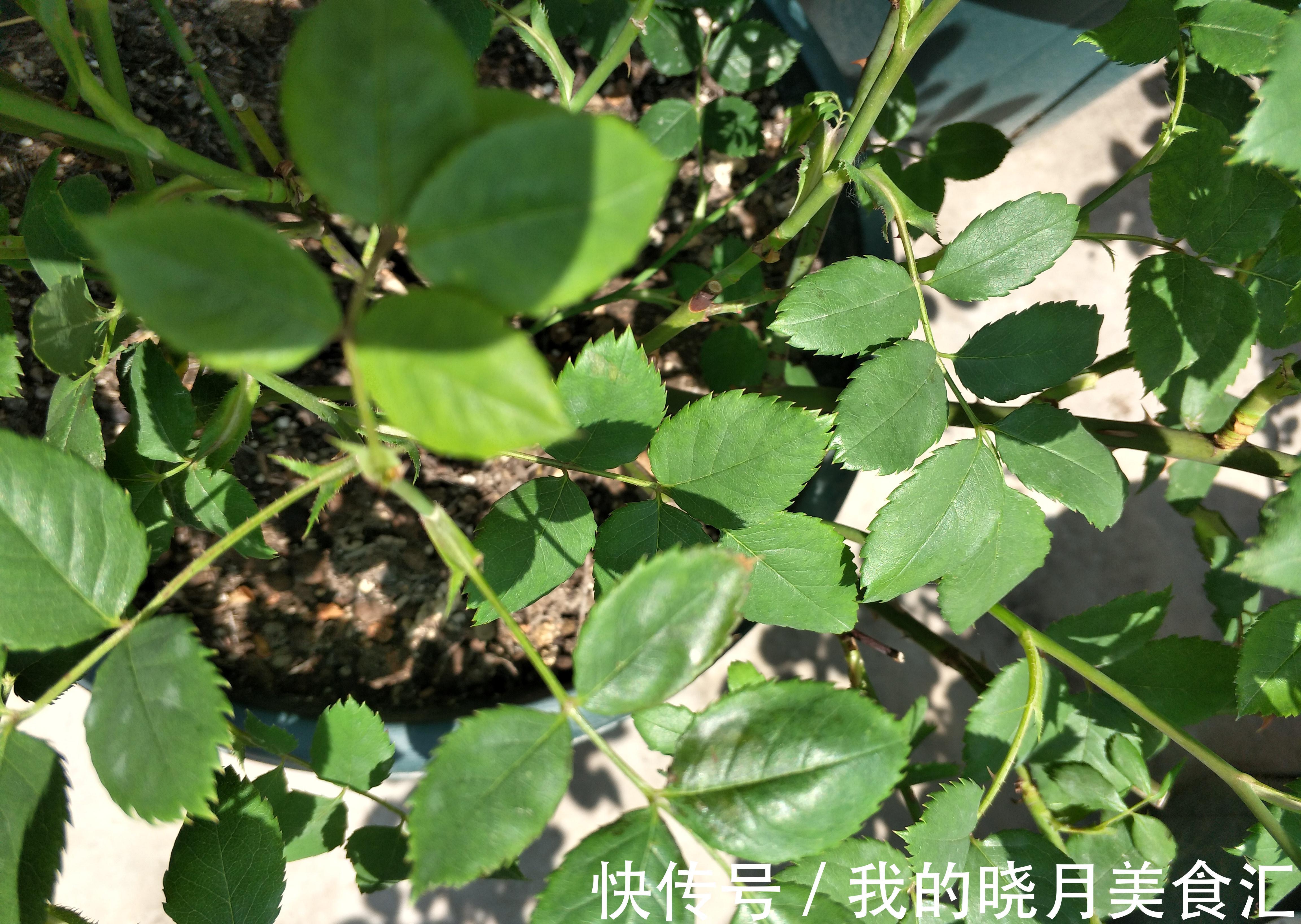 月季花苞膨大期,这点养护别疏忽,花苞发育快,花大色艳