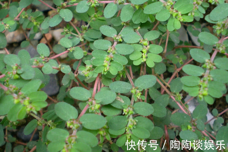 红丝草|农村常见的一种野草,它被称“血见愁”,少人知是稀罕好药材