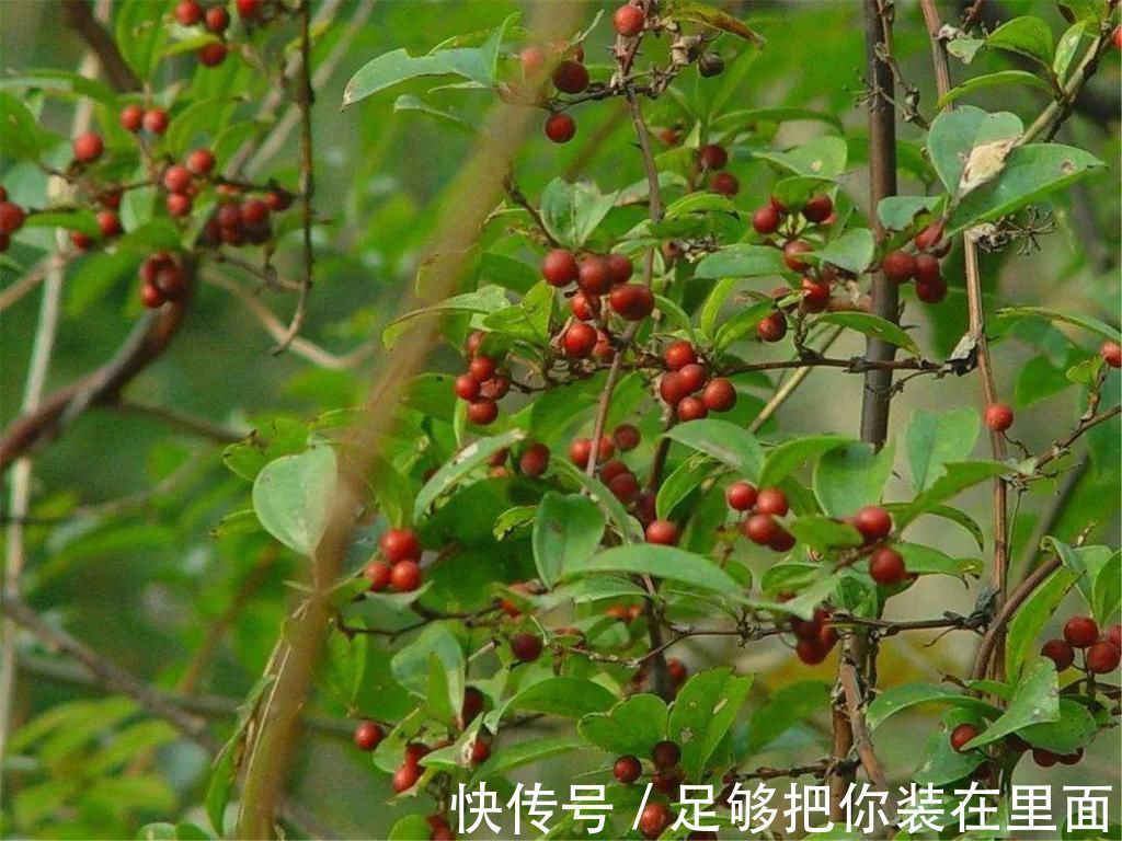 植物刺|有刺植物的刺是如何起源和演变的？有什么类型和效用？