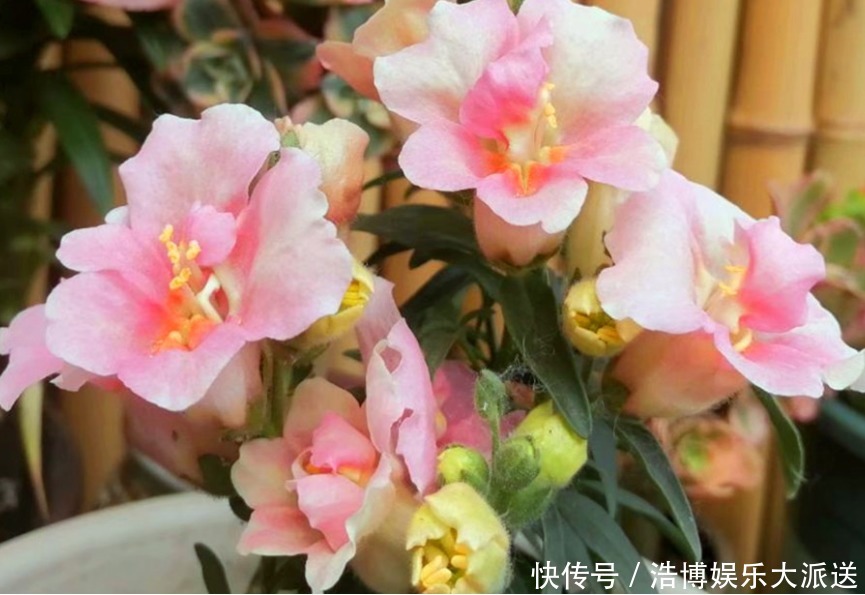 4种花好养易活,旺财又养人,比牡丹还美,年年开花美翻