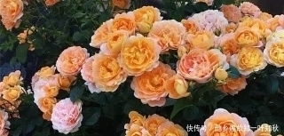 花苞|教你自制养花肥水,每月给花浇两次,啥花都抢着冒花苞