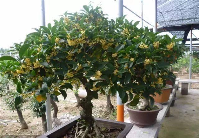 太阳花|懒人就选这些养不死的植物,简单方便