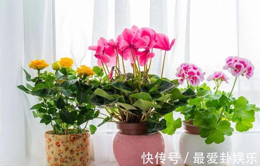 知识|秋天养花,牢记3个重要知识点,养啥花都能轻松爆盆,新手须知