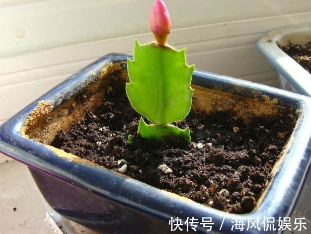 还花什么钱买蟹爪兰，用上养花高手的方法，不花一毛钱就能养出来