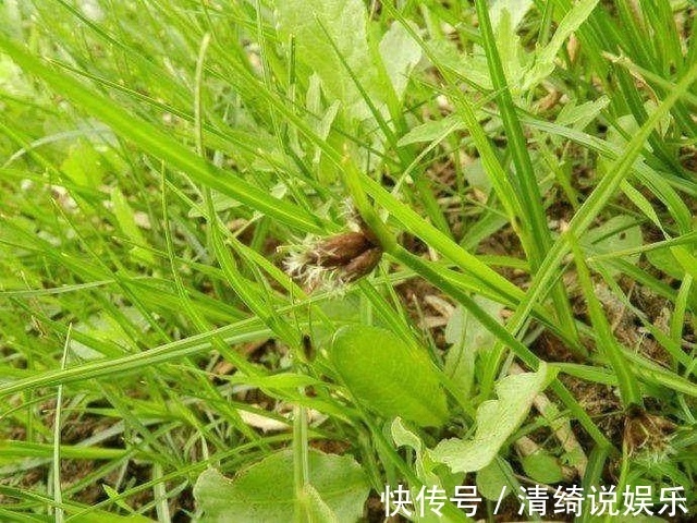 野草|农村这种野草你肯定见过，有开胃消化食物，清热利湿的功效！