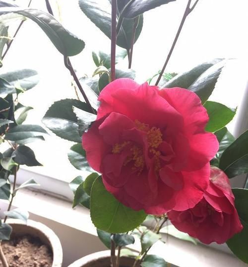  露养|适合新手养的茶花“克瑞墨”，花色艳丽，香味扑鼻，东北也能露养