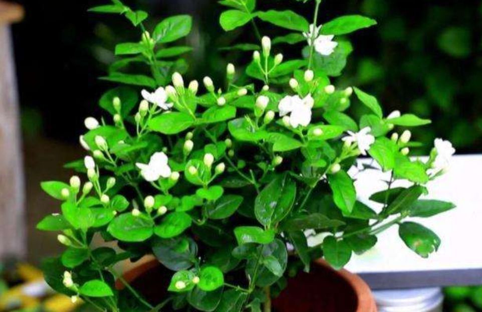 家里养茉莉花,教你正确管理方法,叶片油绿发亮、冠幅大开花还多