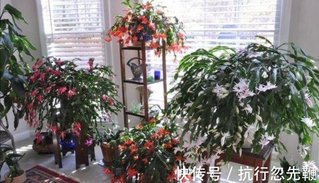 花友们都喜爱的“2种花”,开花漂亮又好养,还能大量繁殖