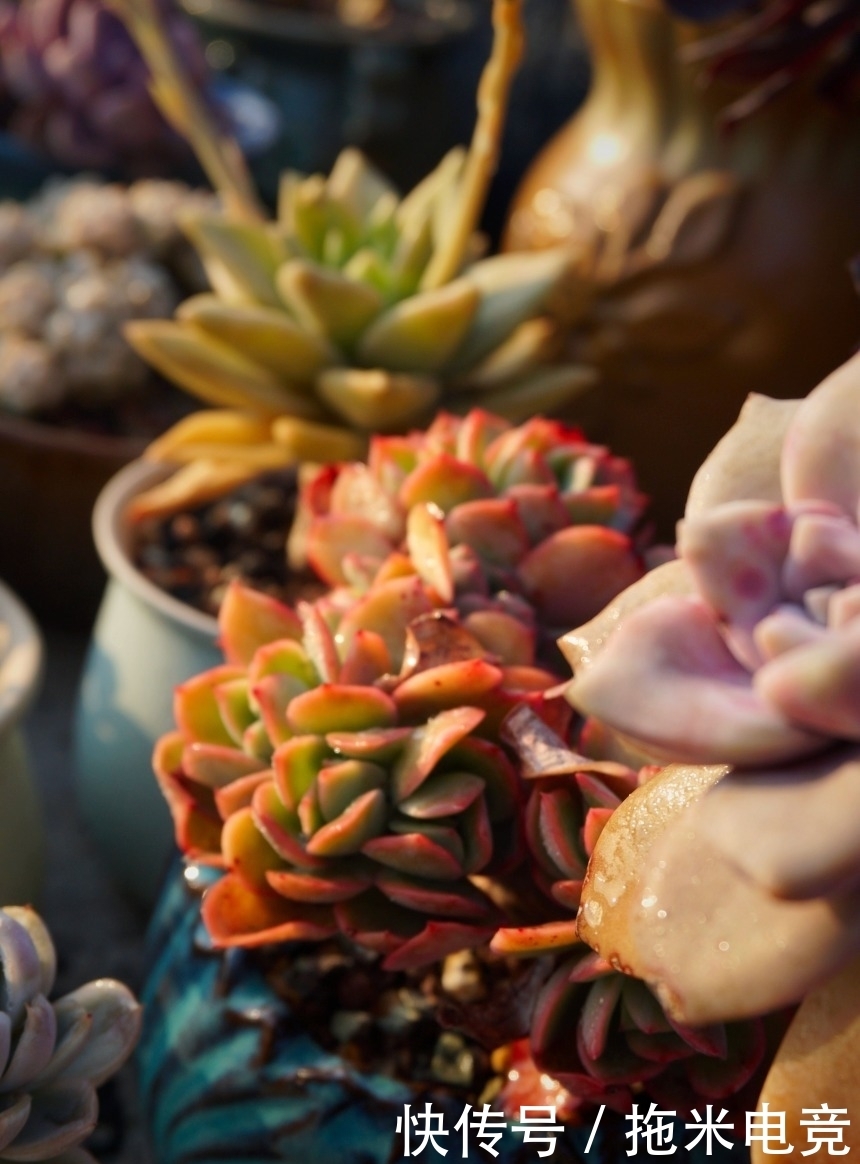 春天,去天台赏肉