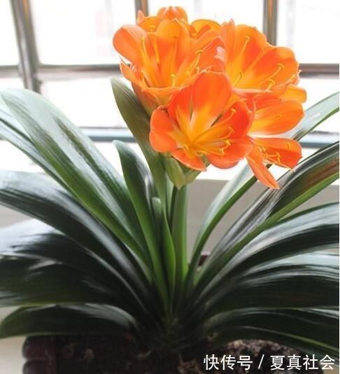 君子兰不开花?2种废料埋盆里,花箭蹭蹭冒,开花2个月
