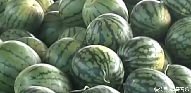 以前一斤5毛钱的农村水果,如今有钱也买不到,香甜多汁你吃过没