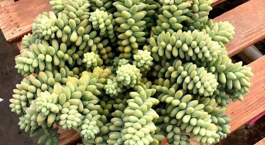 解析多肉养殖技巧:如何将玉缀“小苗”养成“瀑布”?