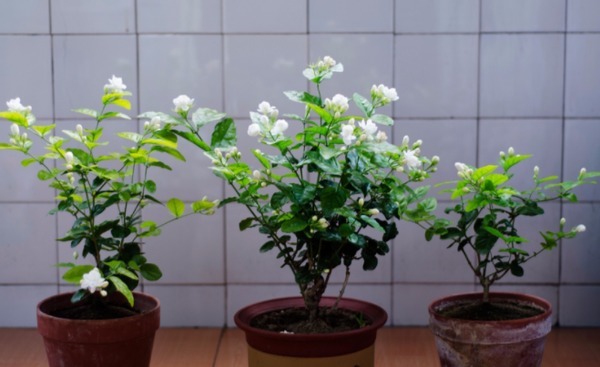 别再烦恼养花养不好了,用这3款“营养水”,叶绿开花多长得旺