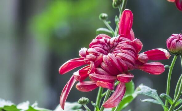 喜欢养花，就养这4款，年头开到年尾，花姿优雅多态