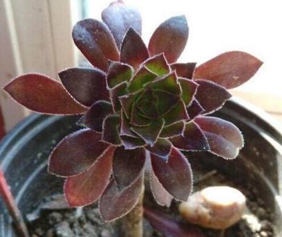 几种“蠢萌”的多肉盆栽,便宜又好养,重点是比贵货还要漂亮