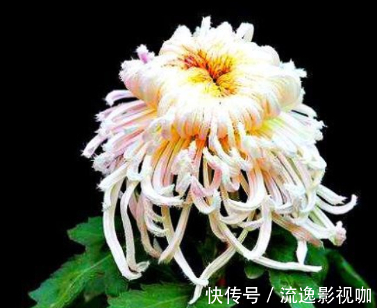 珍品|喜欢菊花，不如养盆“菊之珍品”，似雨后彩虹，真是美艳啊