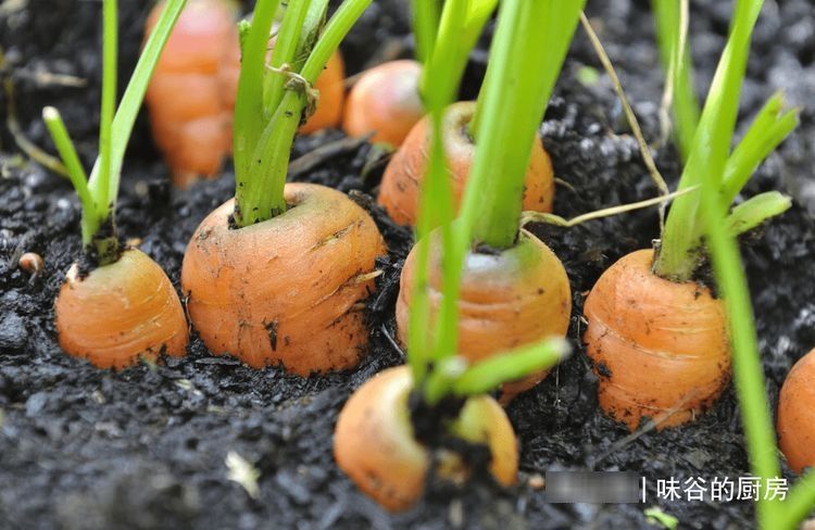 买胡萝卜,选干净的还是带泥的?老菜农:区别挺大,挑错了不好吃
