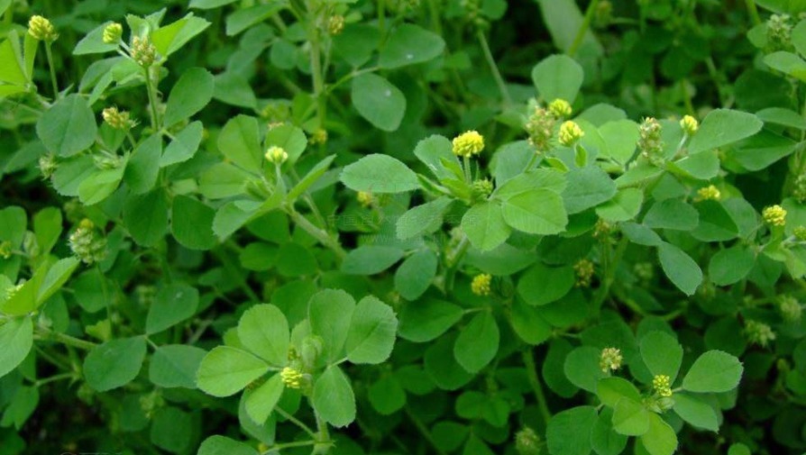 人称“草头”的蔬菜，常吃竟对身体有这3大好处，不妨试一试！