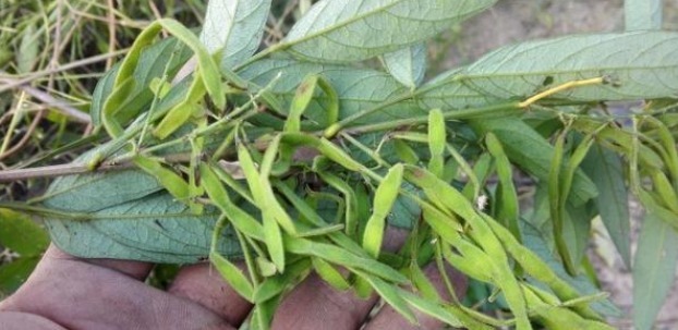 农村|农村一种粘衣草,令人非常讨厌,殊不知是名贵好药,根煲汤最靓