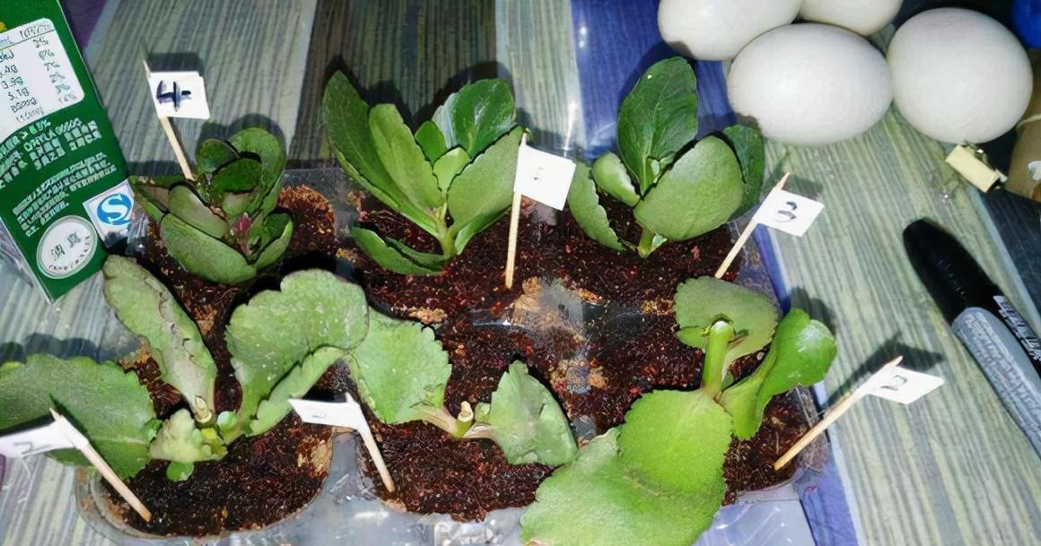 分享2个冬天扦插的小方法,10种花现在扦插正当时,生根快又壮