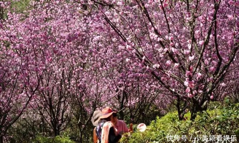 一条街|春城春意浓，西山区赏花正当时