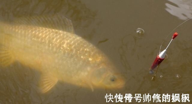 酒米|钓鱼时常用的酒米窝料,其实是可以这样生产的,制作方法简单易学