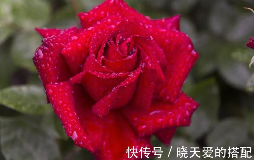 盘点十款经典月季花，每一款都是颜值搭档，总有一款深得你心