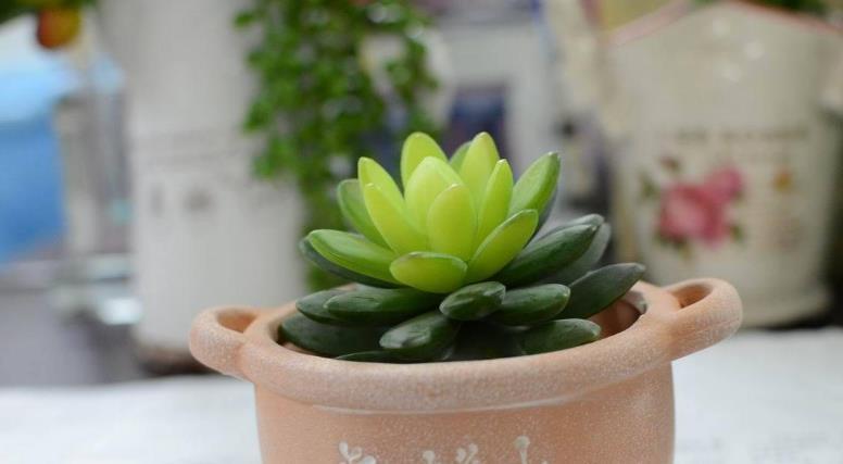养殖|想给多肉提升颜值？挑选花盆注意这3细节，盆栽美美哒