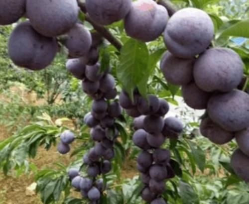 李子|秋季女性常吃三种食物，皮肤光滑，好处不贵、营养高