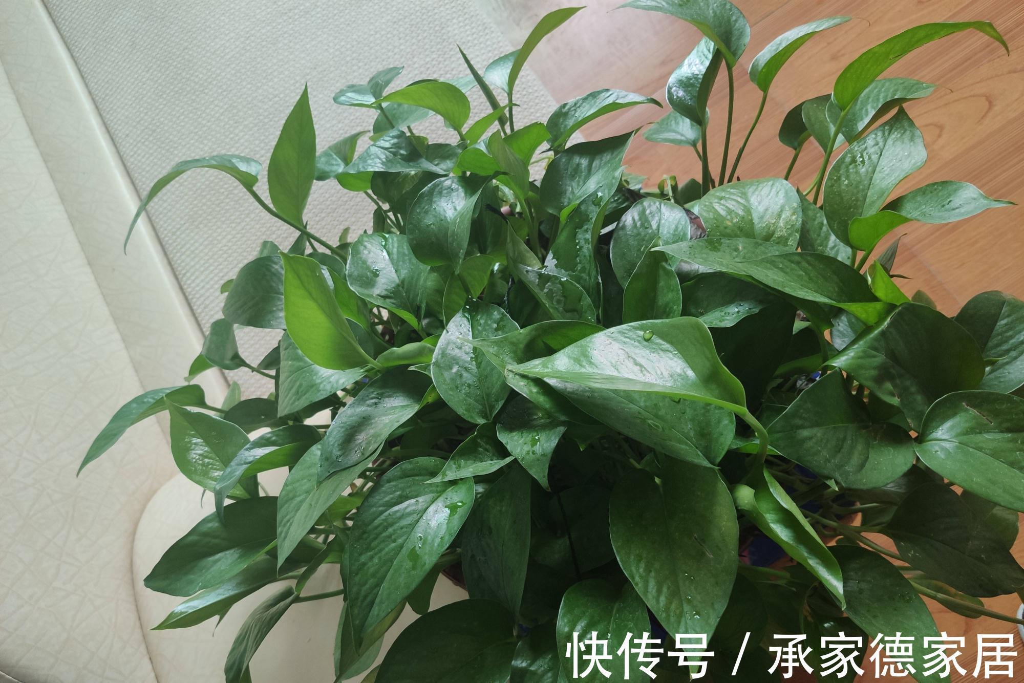 枝叶|室内光照不足,就养4种耐阴绿植,枝叶翠绿茂盛,有精神有活力