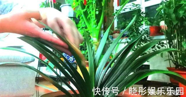 最怕晒的10种花,赶快搬进屋,否则会死掉