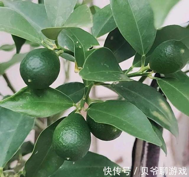 这些“年宵花”,现在开始养,过年就开花,红红火火,吉利喜庆