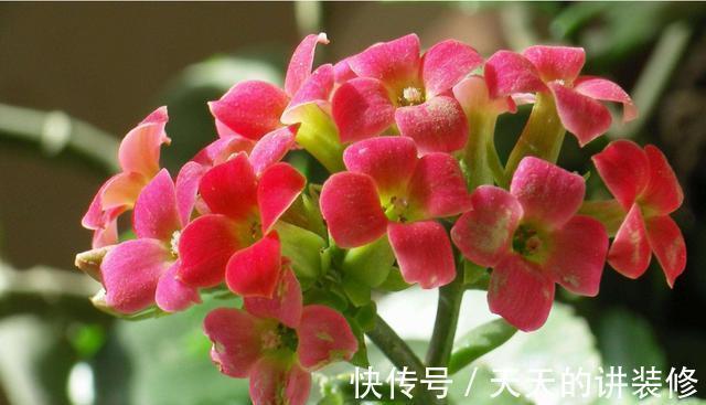 松果菊|从8月19日开始,家养此款花卉,四季有花开,花开高贵优雅