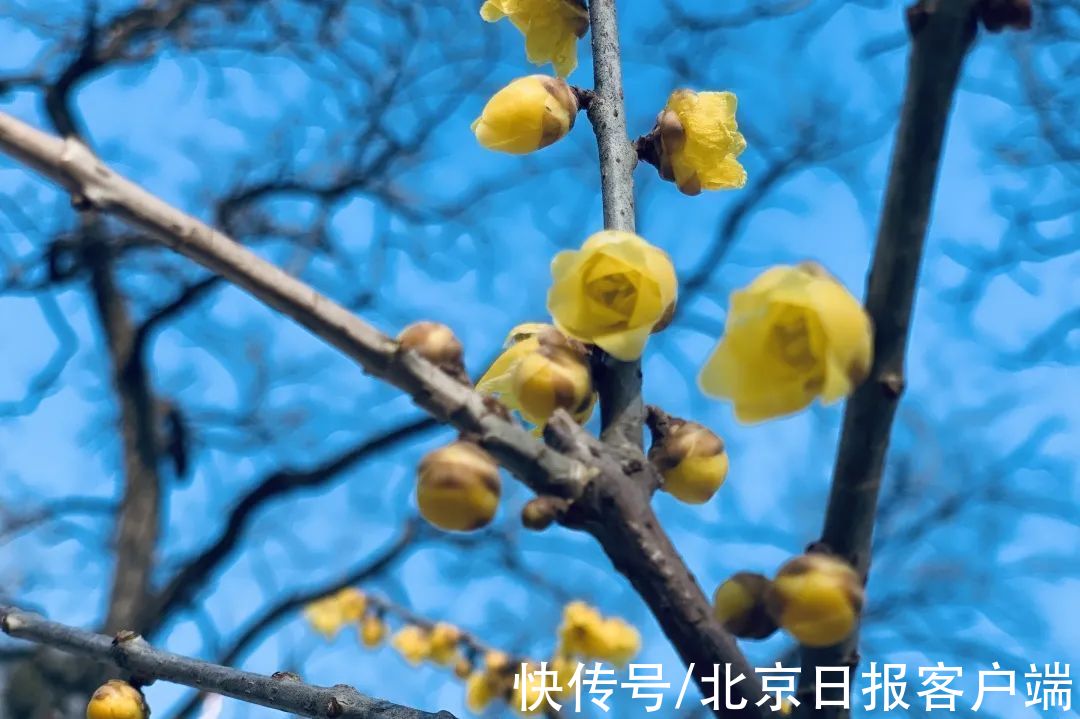 赏梅|暗香扑鼻来，花开正当时！北京号带您“云”赏蜡梅