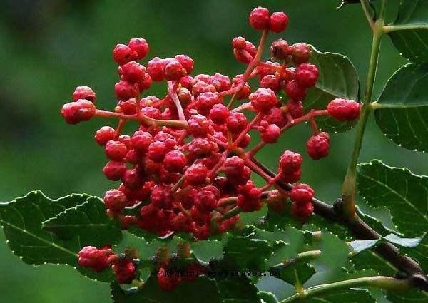 皮肤瘙痒|小小一粒，是湿气过重的克星！能祛湿气、治疗痛经，呵护女人健康