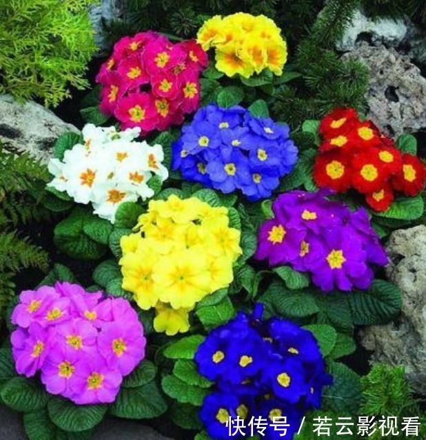 天竺葵|4种花好养又漂亮，养家里，名字好听，花更美，开花漂亮上档次！