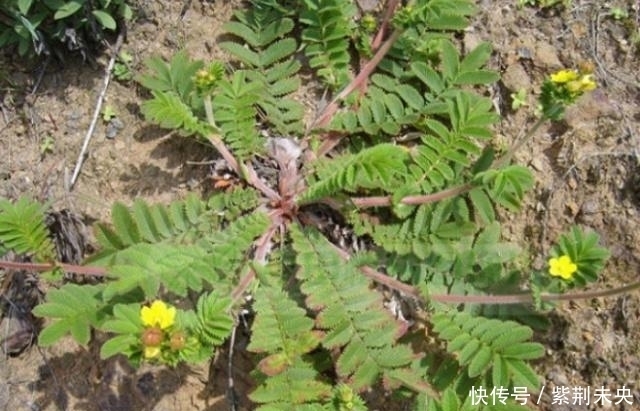 奇效|这种常见的野草,根部像“鸡腿”,口感脆嫩,治疗腹泻有奇效