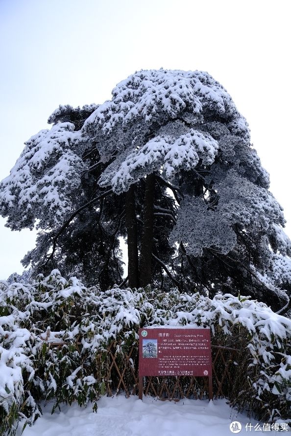 西海饭店|旅游 篇五：2022黄山冬游记–水墨黄山完结