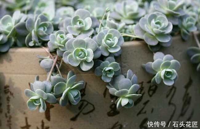 皮实|多肉养1盆死1盆,推荐5个“皮实”品种,一养就爆盆
