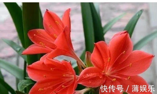 栽种|朱顶红光长叶子不开花，做好6点，轻松开爆盆！