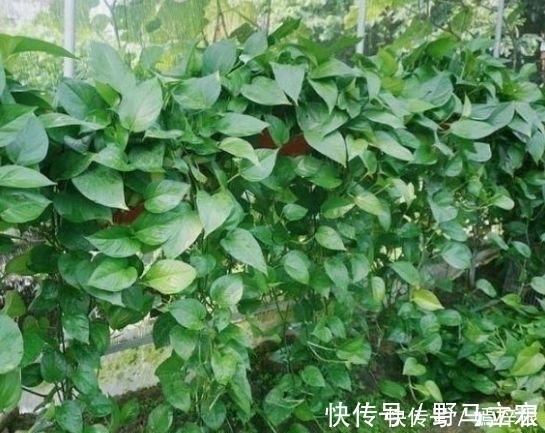 现在就养3种花,好养招财又旺人,人旺事业顺,财源滚滚