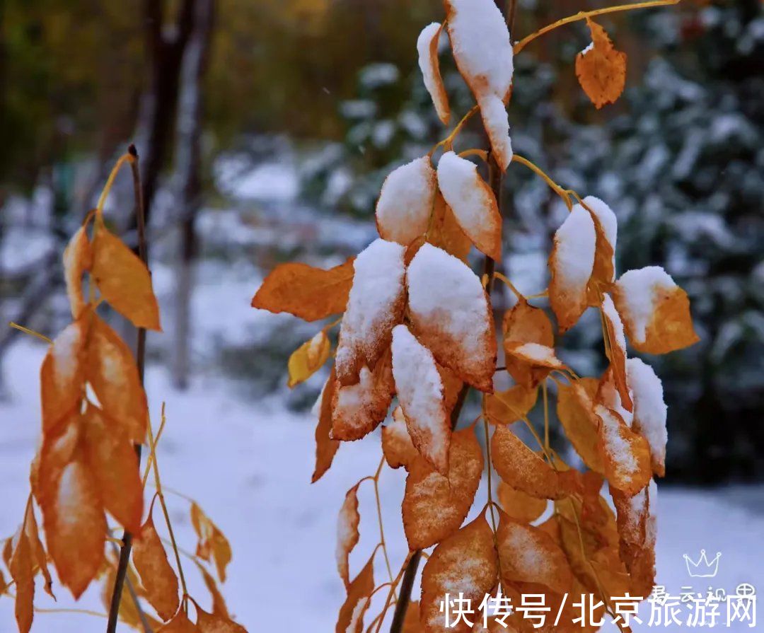 白雪世界|雪色与秋色荟萃出自然之美！