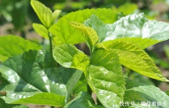 桑葉|桑葉都有哪些營養功效,什么時候采摘桑葉比較好來了解一下
