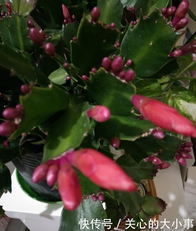 蟹爪兰花期过后叶片又薄又软,做好四点,新叶萌发快,秋凉再开花!