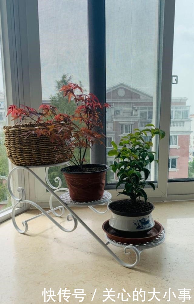 一米宽的小阳台,也能养出繁花似锦!