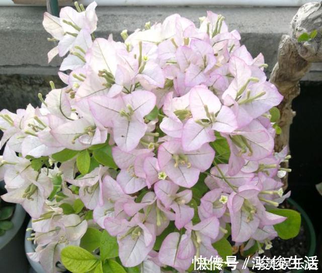 肥料|养三角梅,学会此“绝技”,想让它啥时候开花,任由你控制