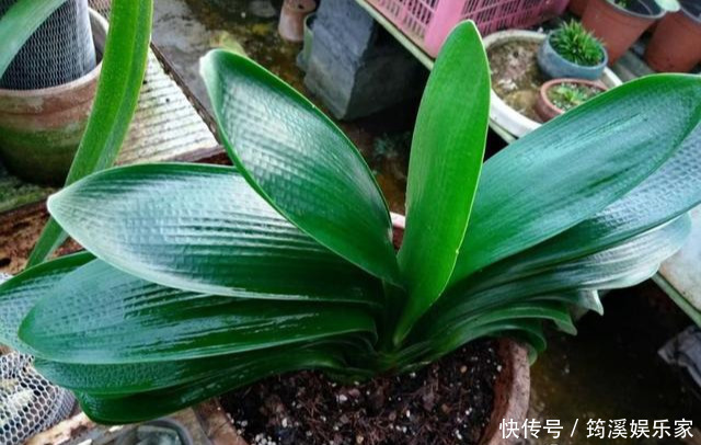 绿萝|4种花爱“吃土”,1年不换盆,盆里全是根不见土,换盆才能长好