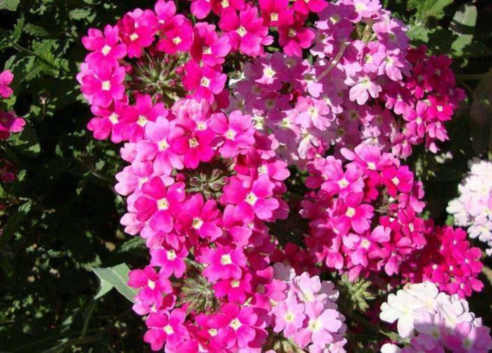 花卉植物中的“美女”，容易爆盆还好看，随便一养就是一片花海