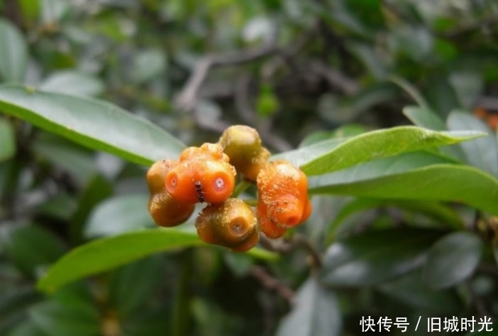 满“眼睛”,小孩看到都躲着走,殊不知宝贵入药少不了